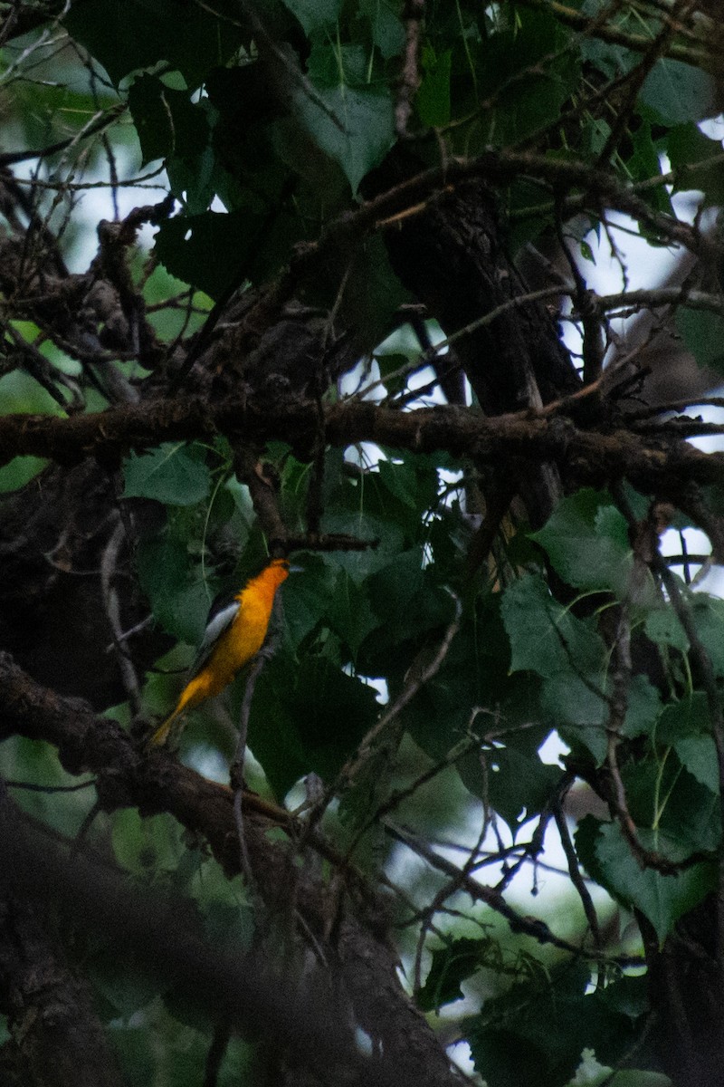 Bullock's Oriole - Joshua Snead