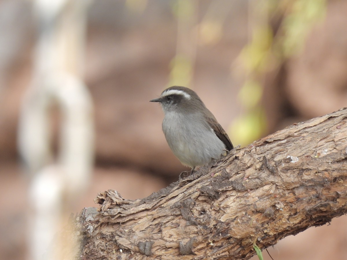 White-browed Chat-Tyrant - ML591945181
