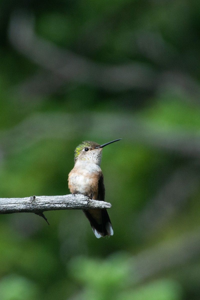 Broad-tailed Hummingbird - Joshua Snead