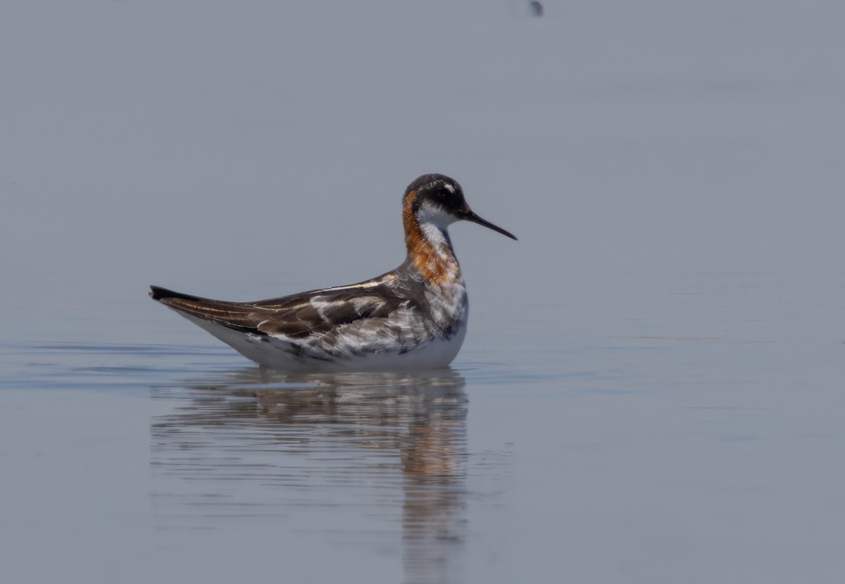 Круглоносый плавунчик - ML591945811