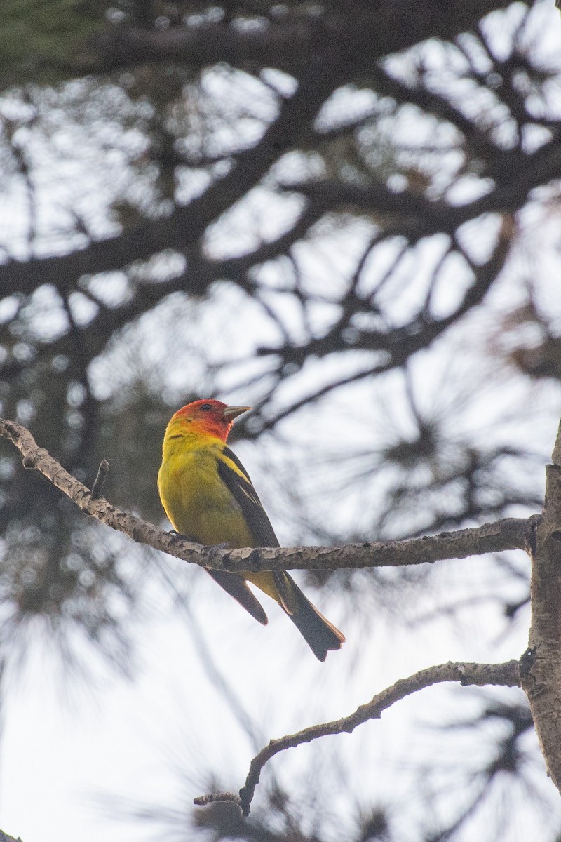 Piranga Carirroja - ML591945931