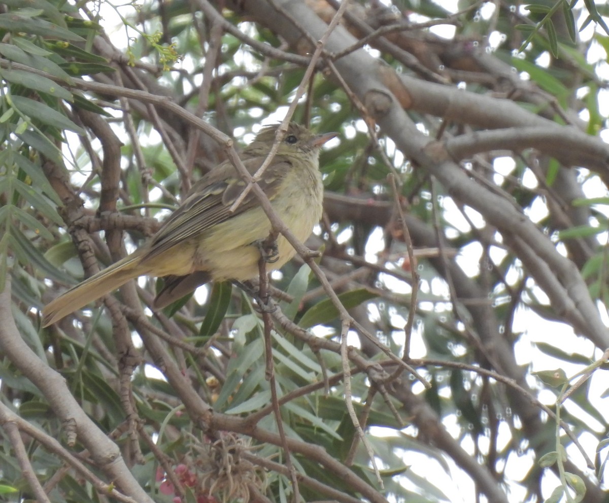 White-crested Elaenia - Daniel Lane