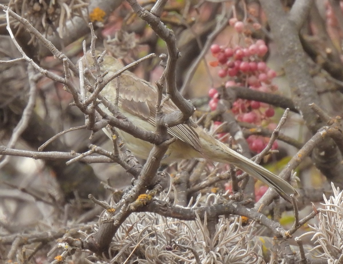 White-crested Elaenia - ML591946411