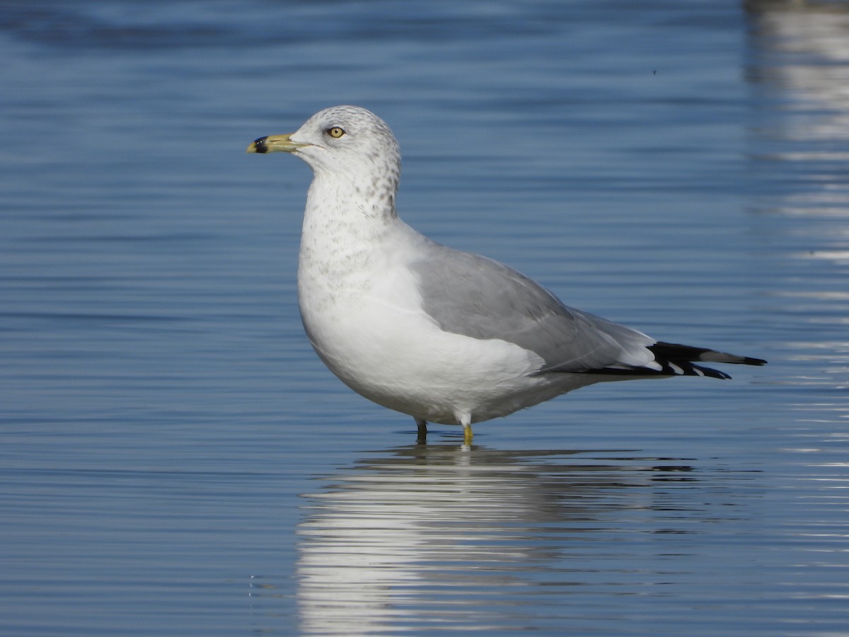 Ring-billed Gull - ML591946631