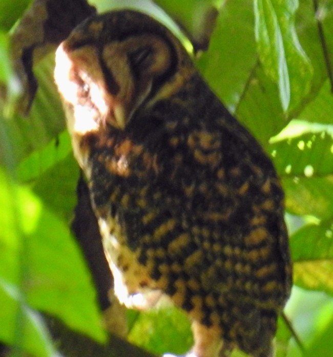 Golden Masked-Owl - ML591946991