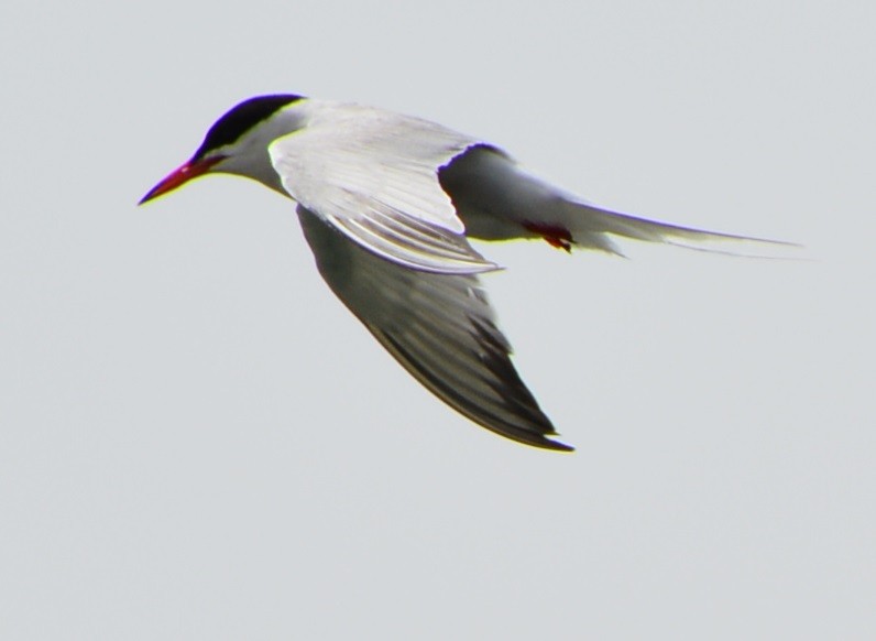 Common Tern - ML591947701
