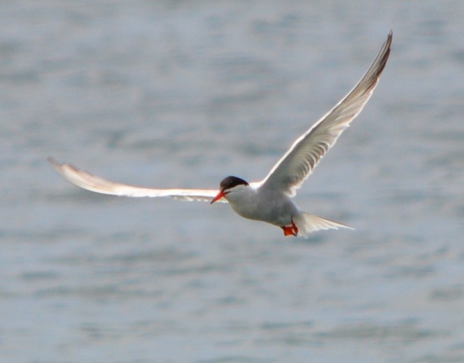 Common Tern - ML591947991