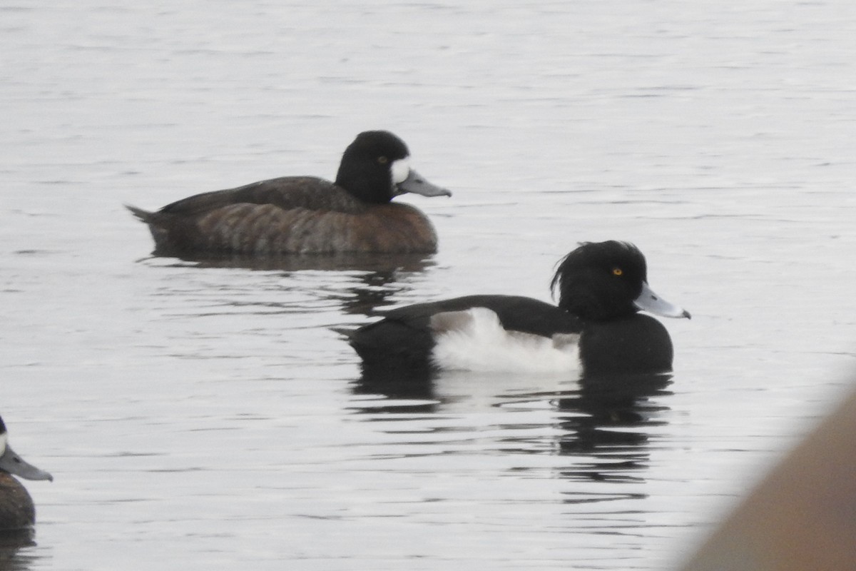 Tufted Duck - ML591948441