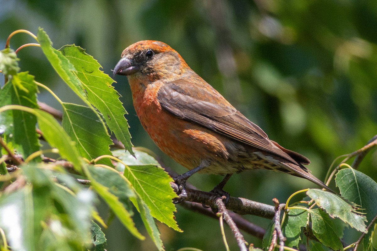 Red Crossbill (Sitka Spruce or type 10) - Rob Fowler