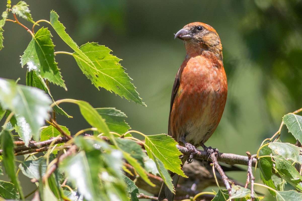 Red Crossbill (Sitka Spruce or type 10) - Rob Fowler