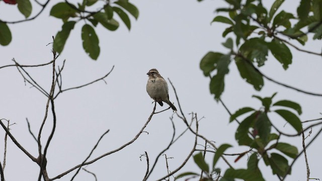 Reichenow's Seedeater - ML591949081