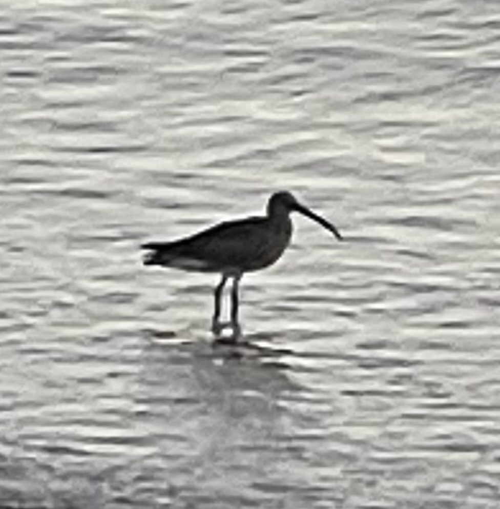 Eurasian Curlew - Craig Taylor