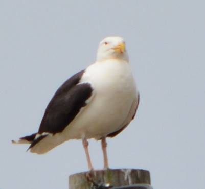 Great Black-backed Gull - ML591949361