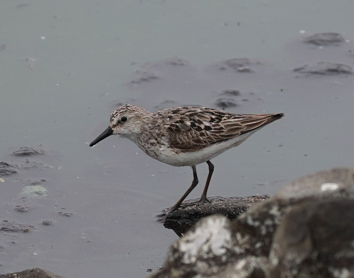 Semipalmated Sandpiper - Nolan Clements