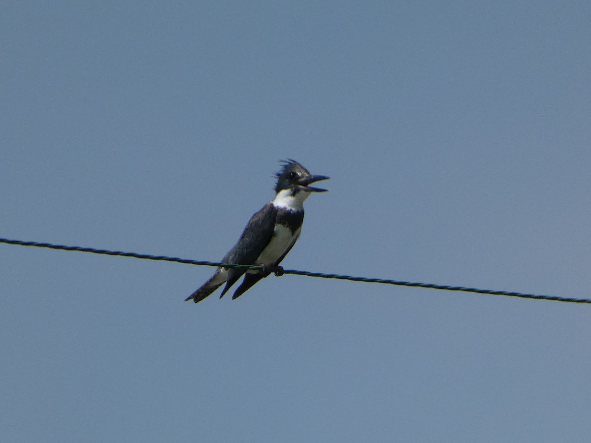 Belted Kingfisher - Jean-Francois  Laporte