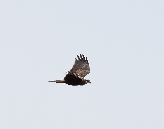 Western Marsh Harrier - Peter Seubert