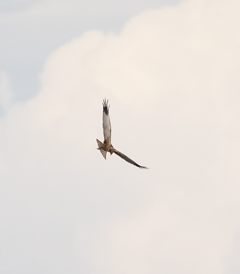 Western Marsh Harrier - Peter Seubert