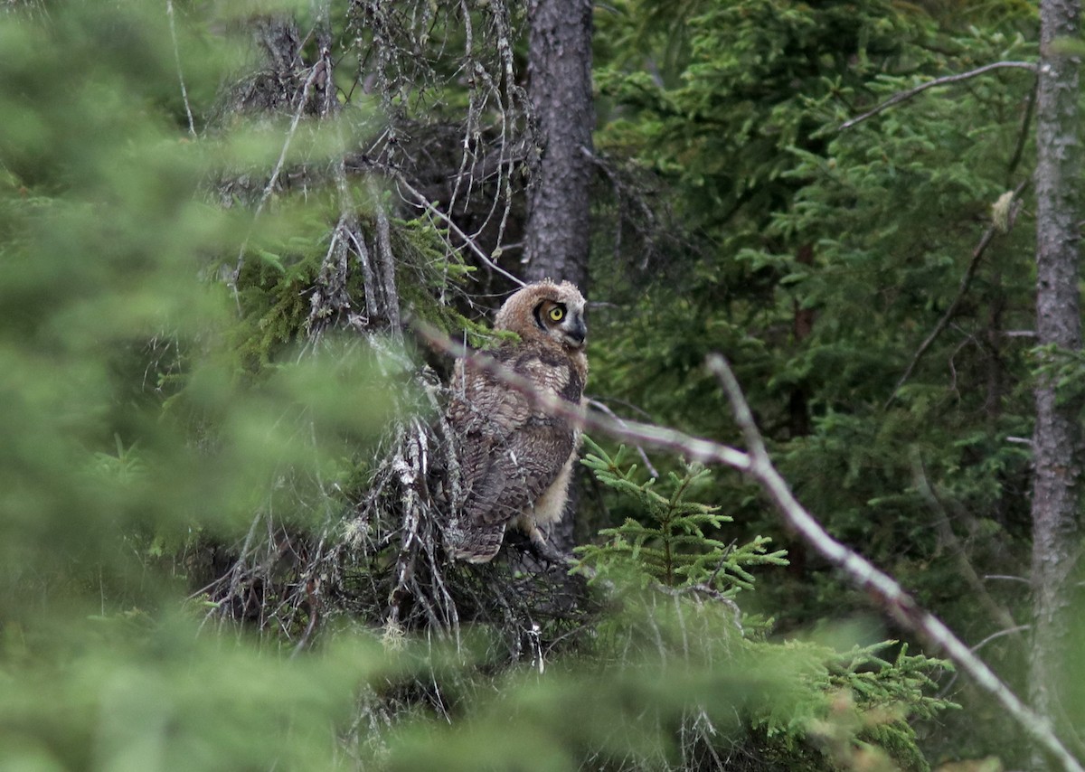 Great Horned Owl - ML591950831