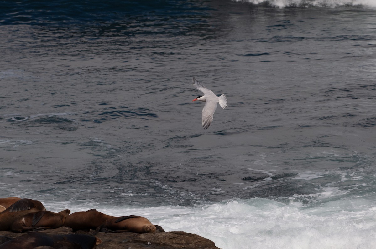 Caspian Tern - ML591951061