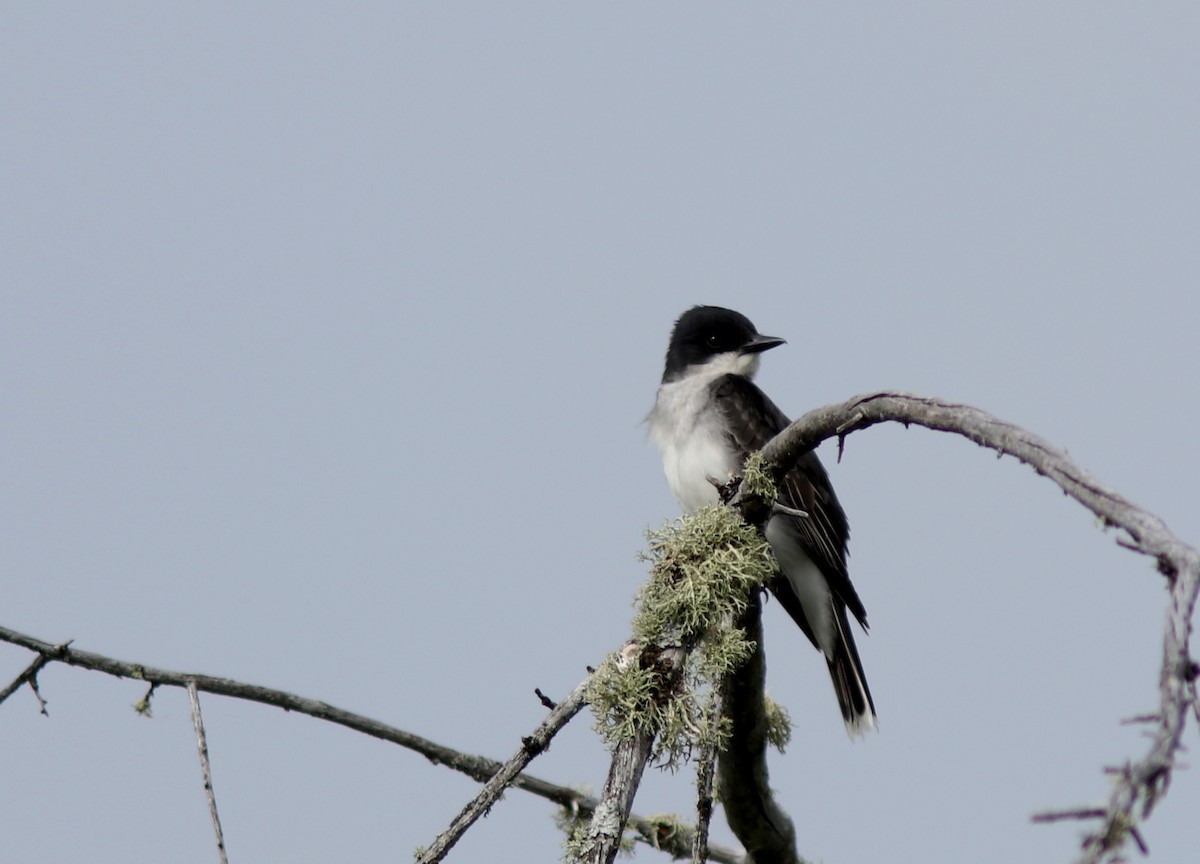 Eastern Kingbird - ML591951561