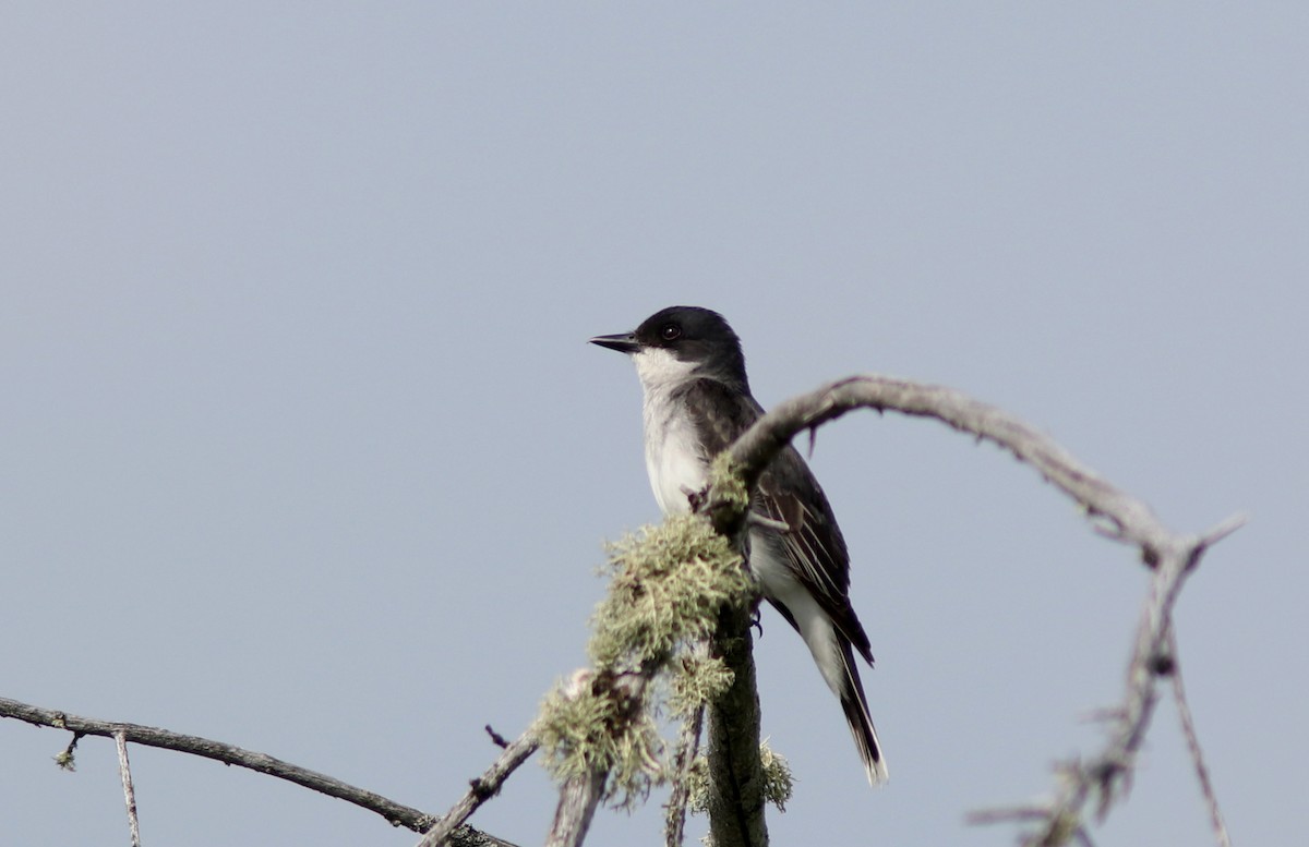 Eastern Kingbird - ML591951571