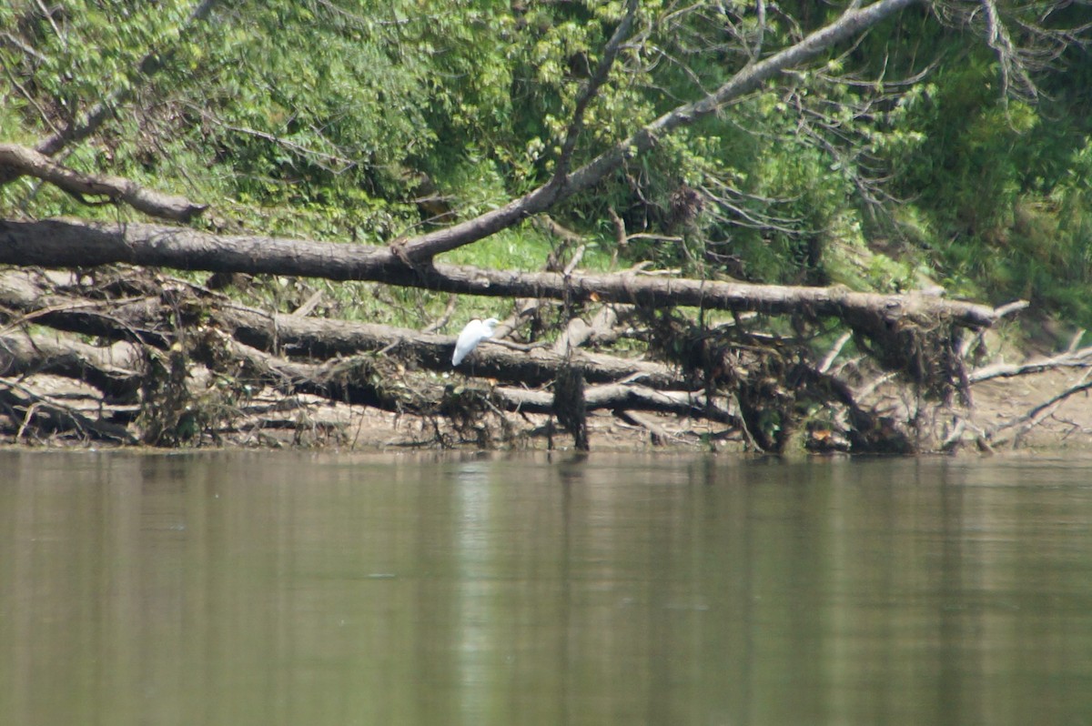 Great Egret - ML591952411