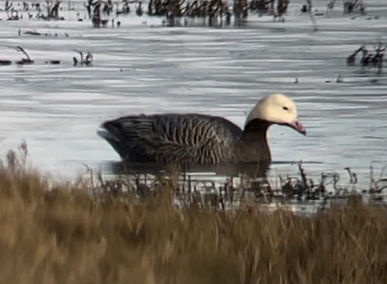 Emperor Goose - Anonymous