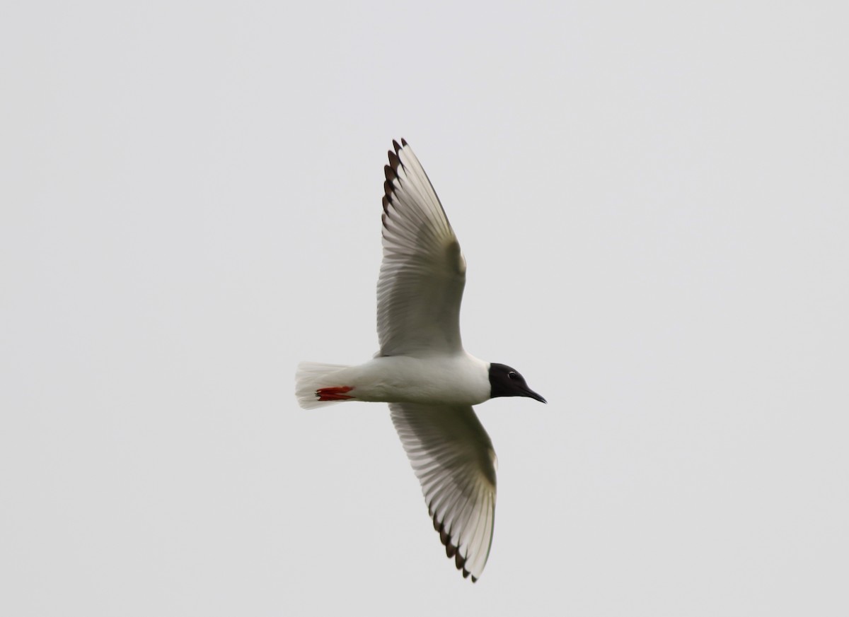 Mouette de Bonaparte - ML591953071