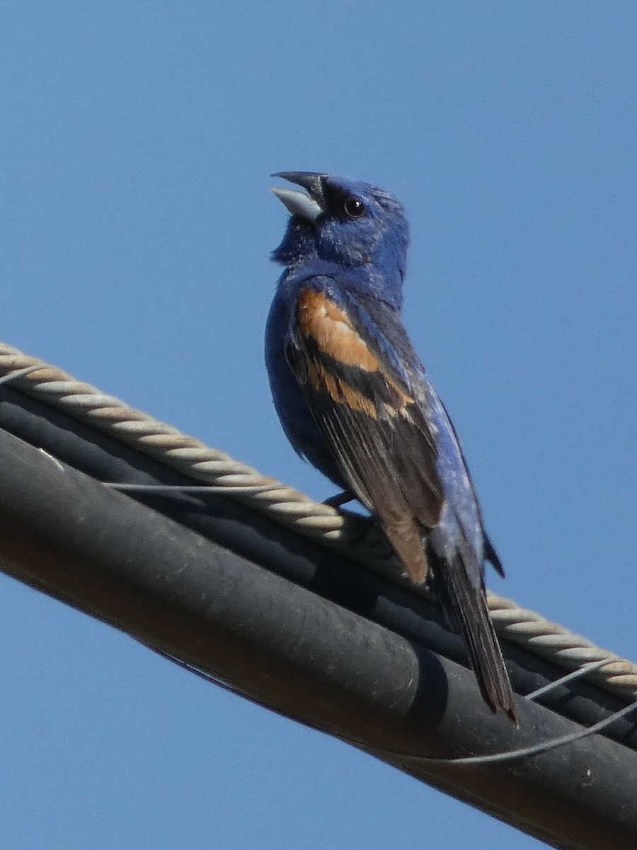 Blue Grosbeak - Garry Hayes