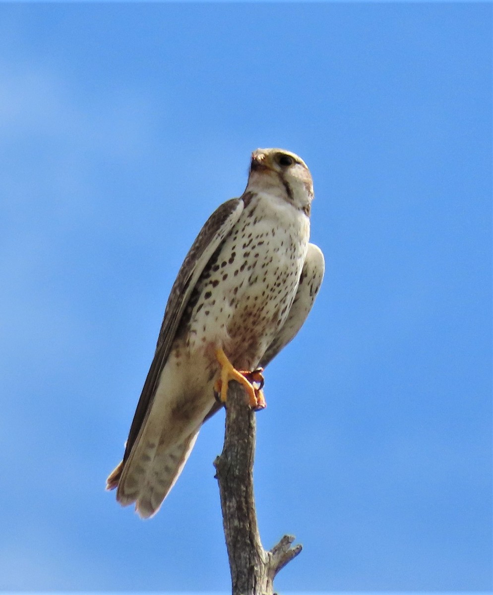 Prairie Falcon - ML591953551