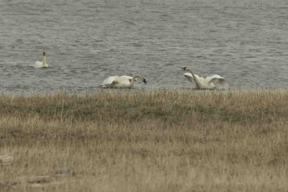 Tundra Swan - ML591953591