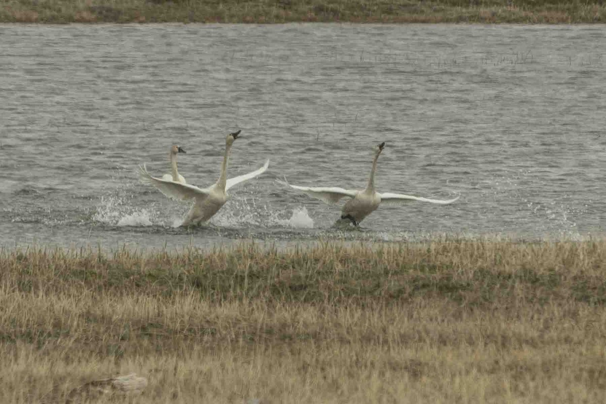 Cygne siffleur - ML591953611