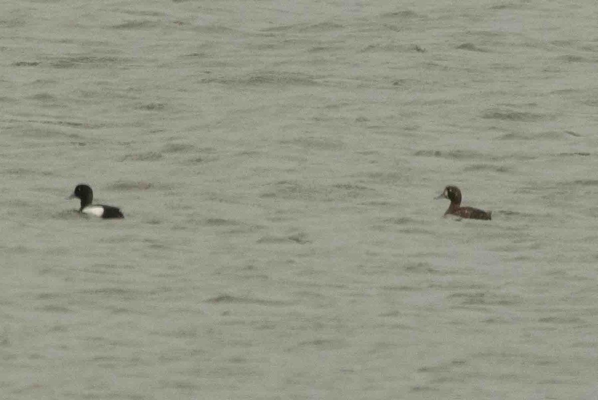 Greater Scaup - ML591953741