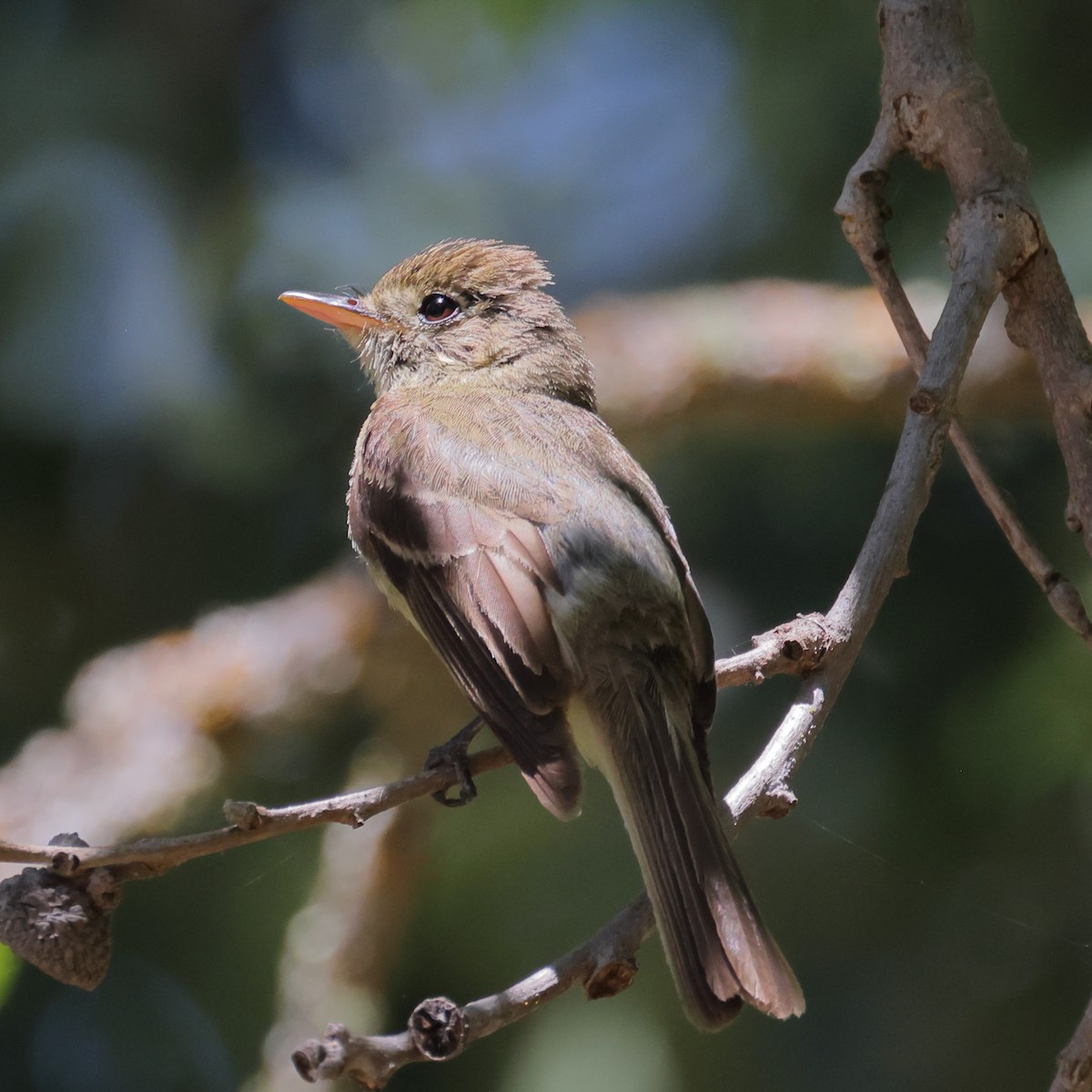 Western Flycatcher (Pacific-slope) - ML591954081