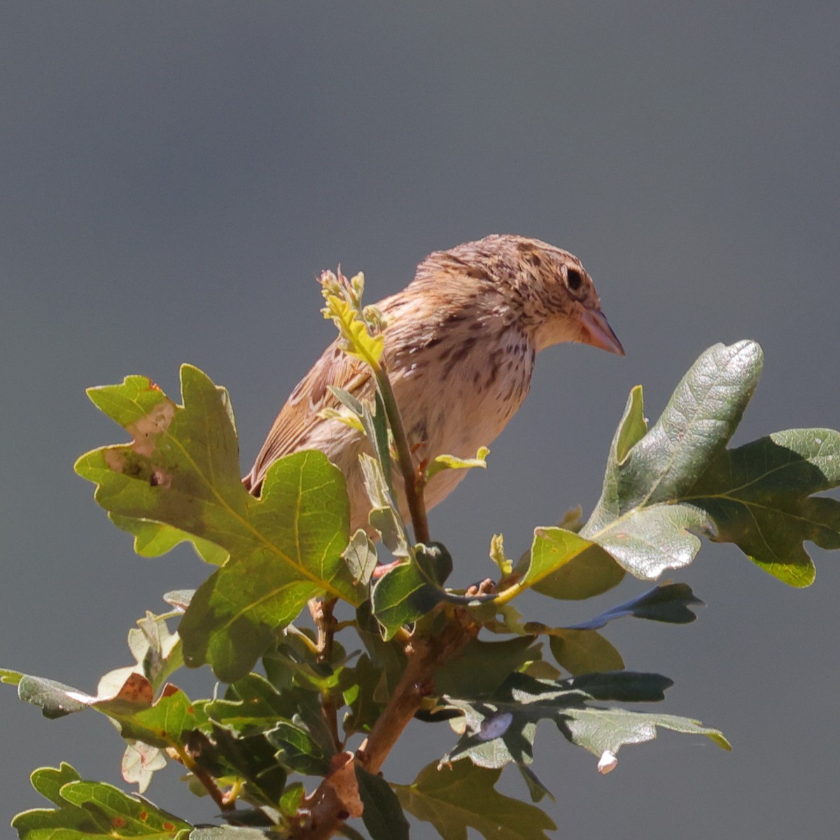 Grasshopper Sparrow - Gregory Luckert