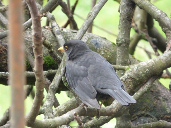 Amsel - ML591955601