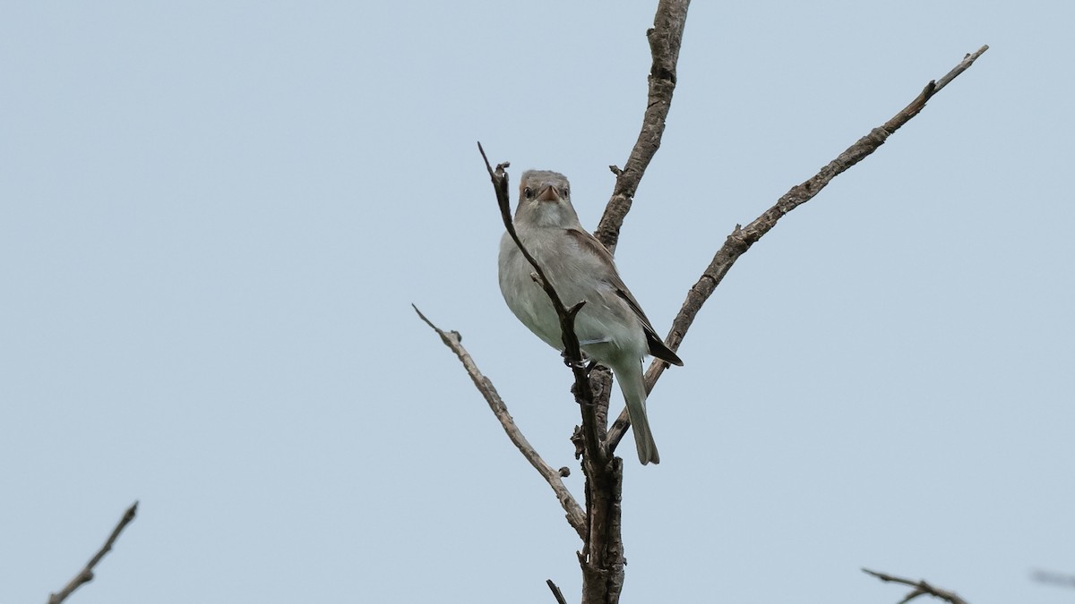 Sahel Bush Sparrow - Mathurin Malby