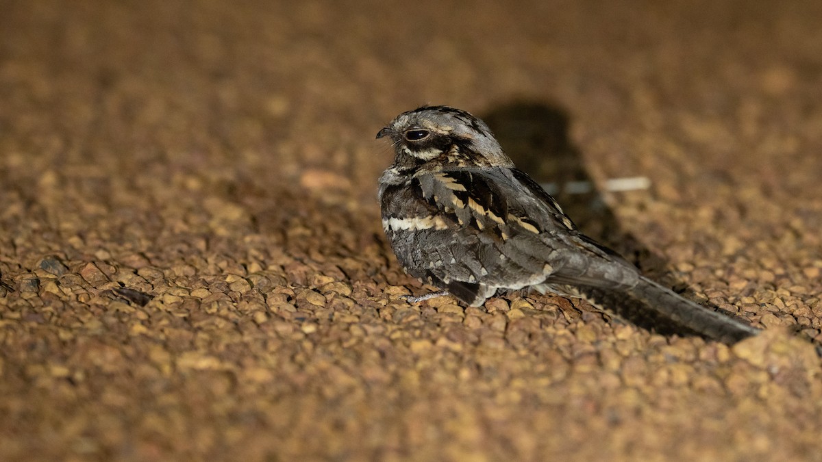 Long-tailed Nightjar - ML591956301