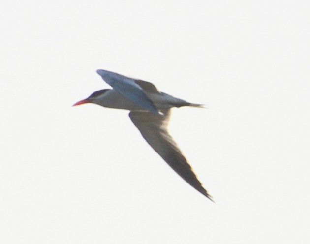 Caspian Tern - Jim Wilson