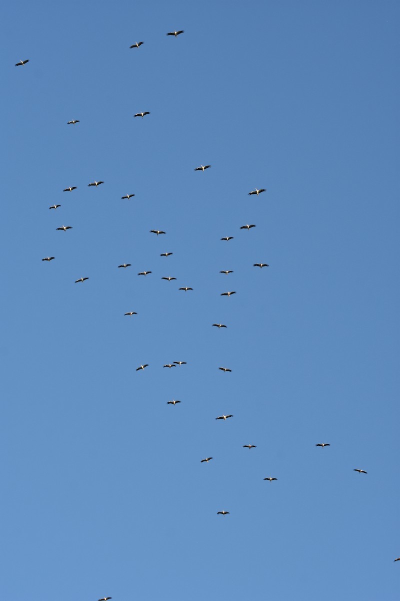 חסידה לבנה - ML591958351