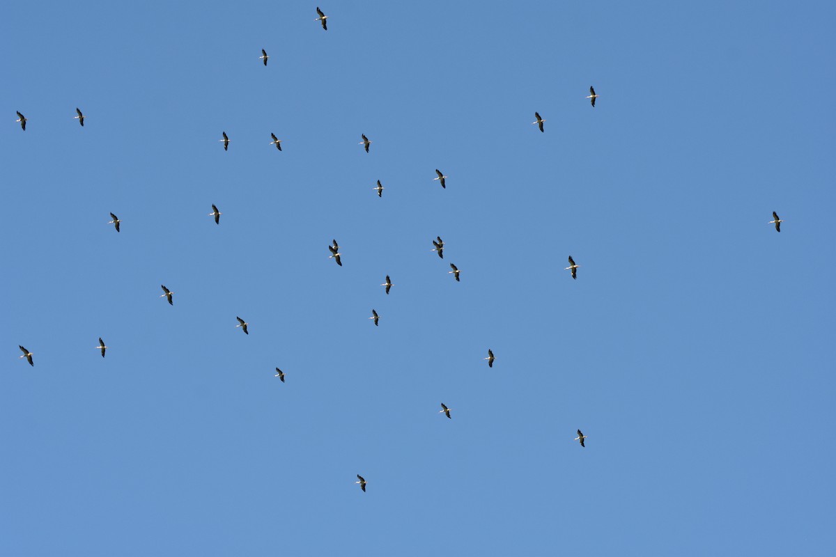 White Stork - ML591958361