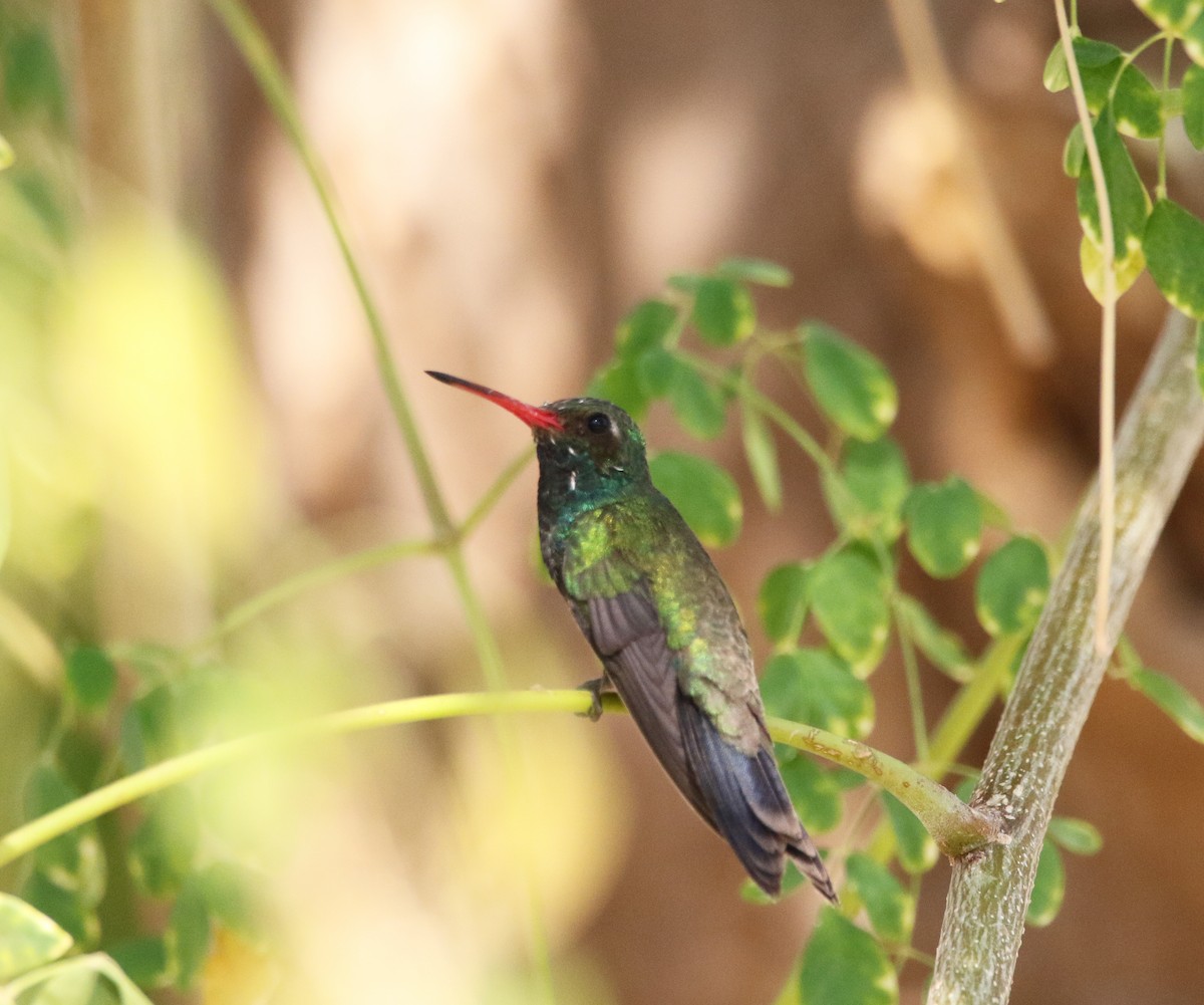 Tres Marias Hummingbird - Jorge Montejo