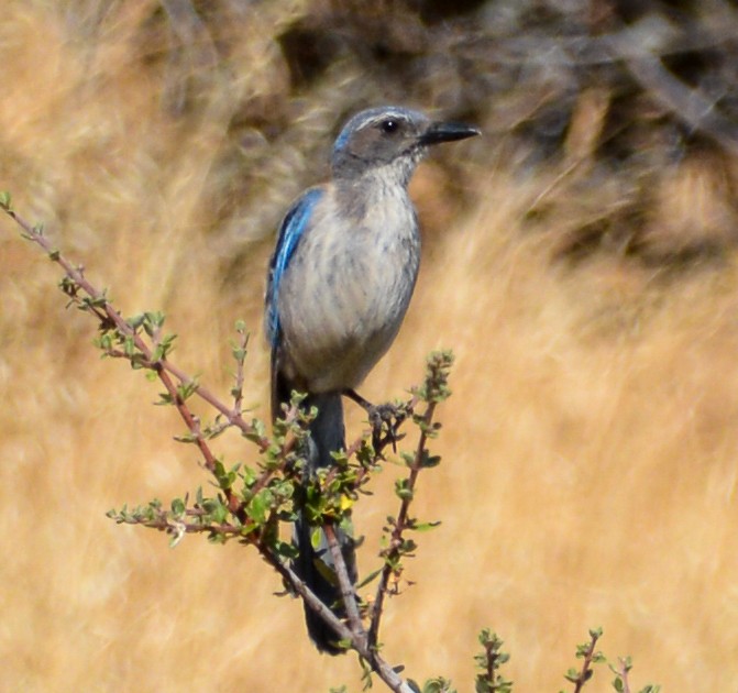 California Scrub-Jay - ML591958971