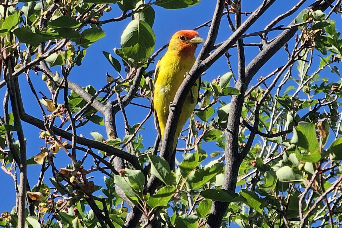 Western Tanager - ML591959061