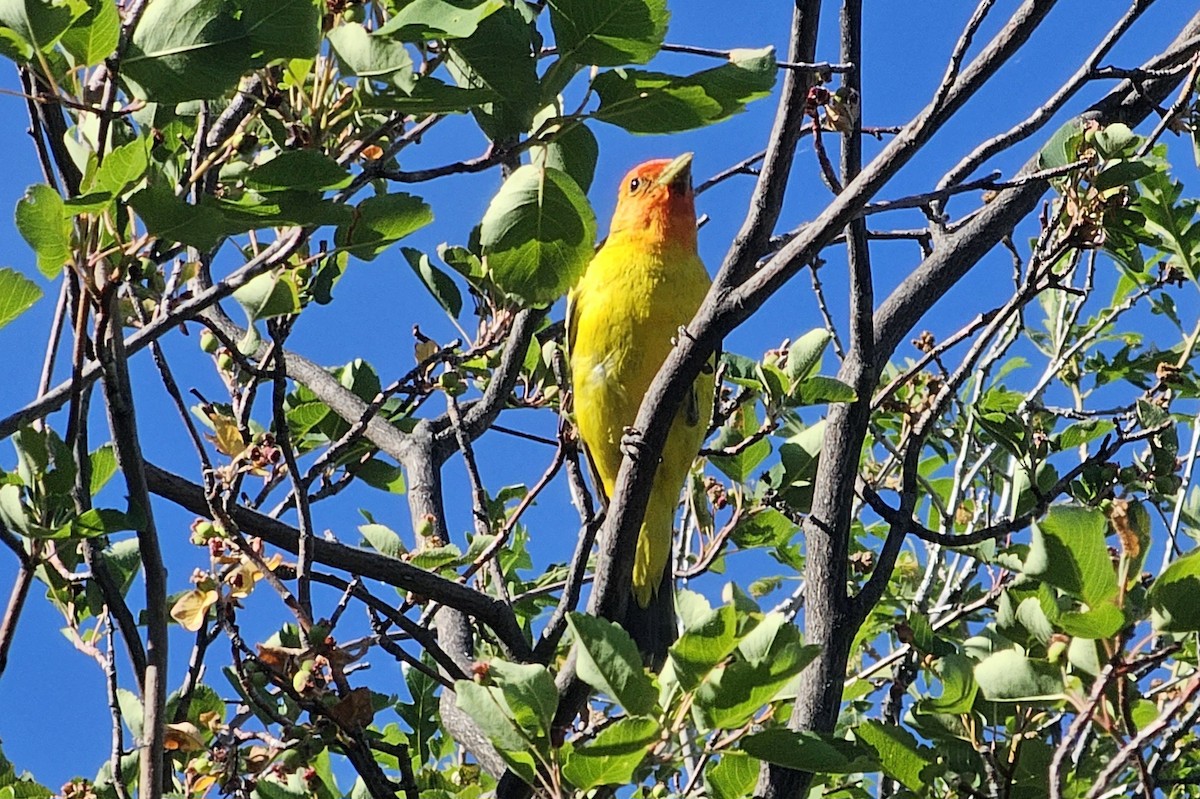 Western Tanager - ML591959081