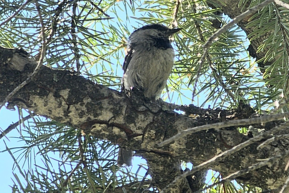 Mountain Chickadee - ML591959811