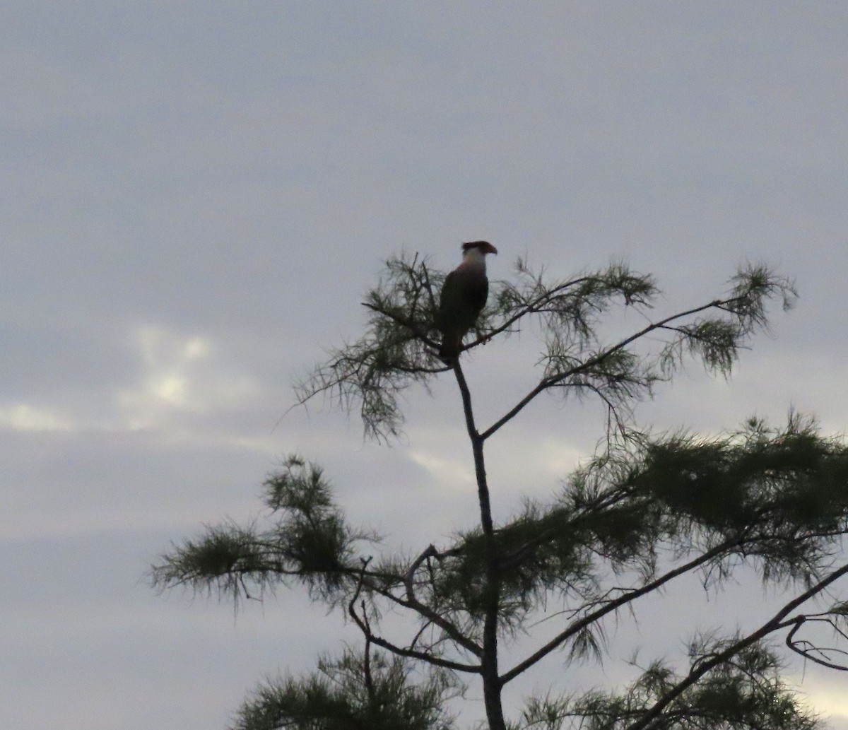 Crested Caracara - ML591960431