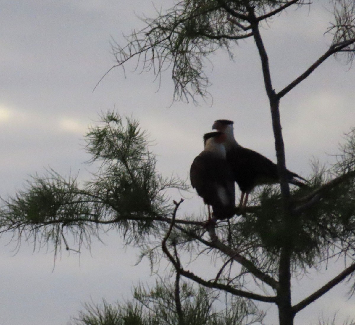 Crested Caracara - ML591960531
