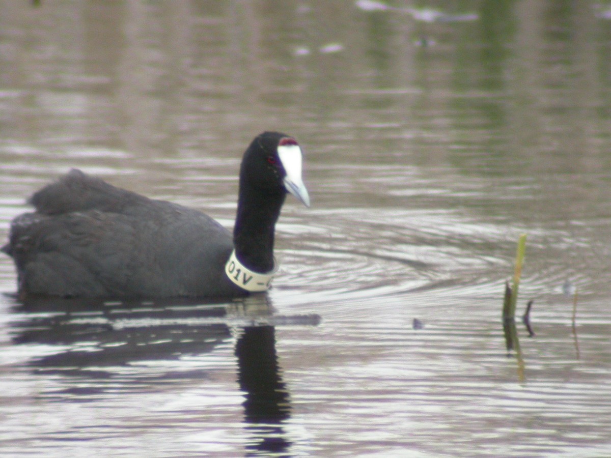 Red-knobbed Coot - ML591960851