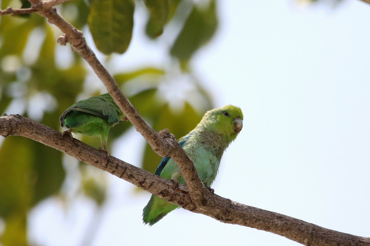 メキシコルリハシインコ（insularis） - ML591960911